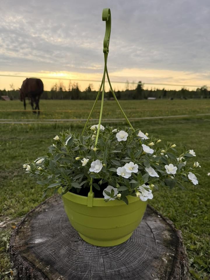Lilleampel &mdash; V&otilde;idu Talu