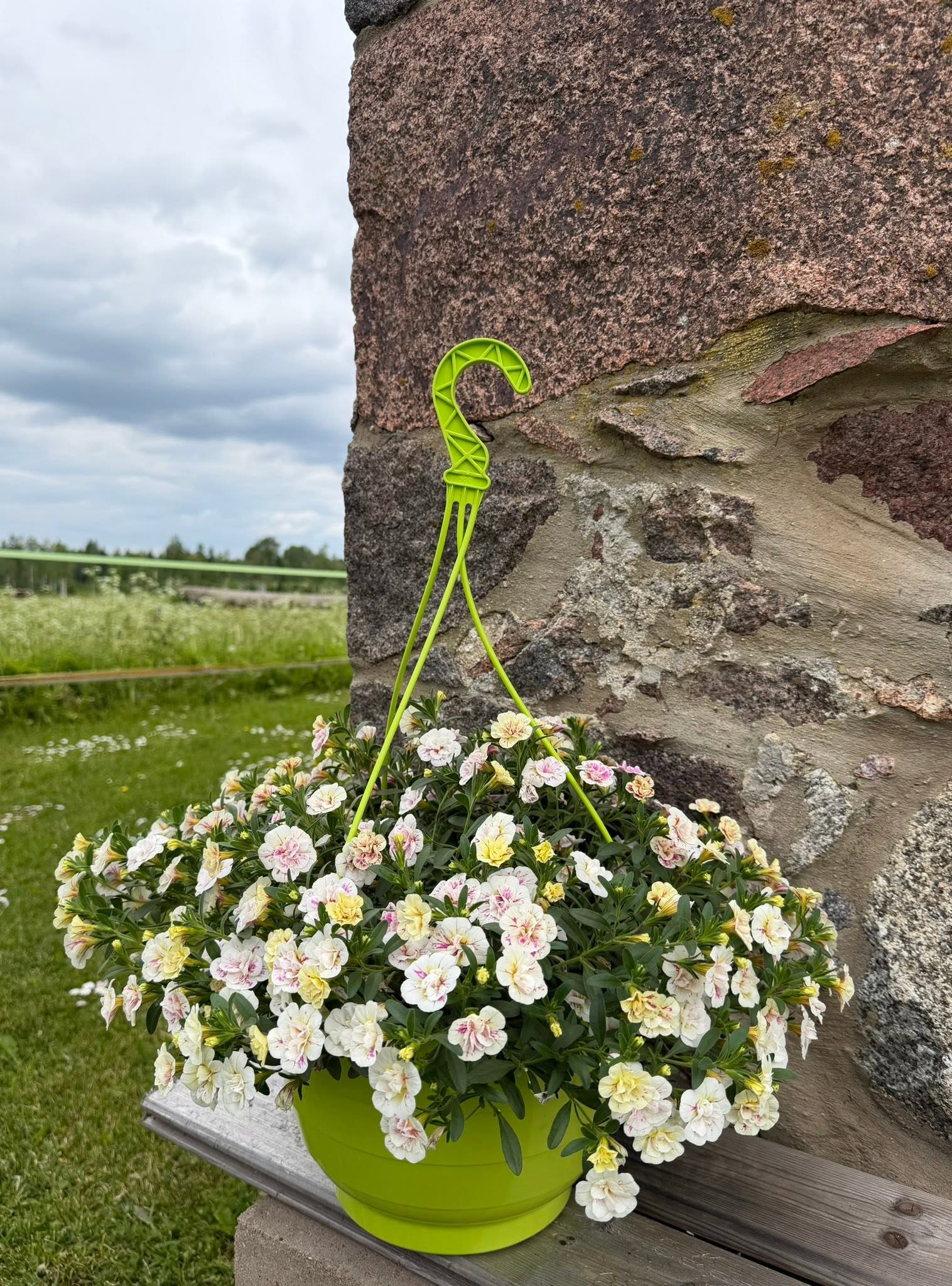 Kahvatukollane kahekordne ampel kivil
