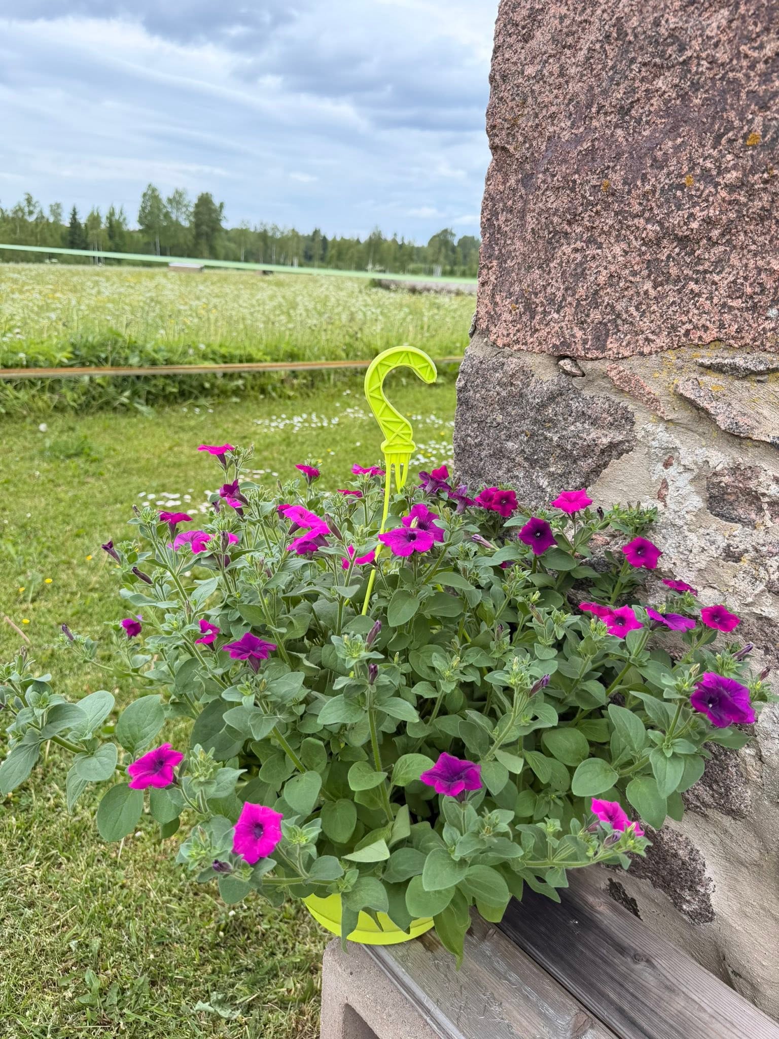 Ripp-petuunia ampel kivimuuri aares
