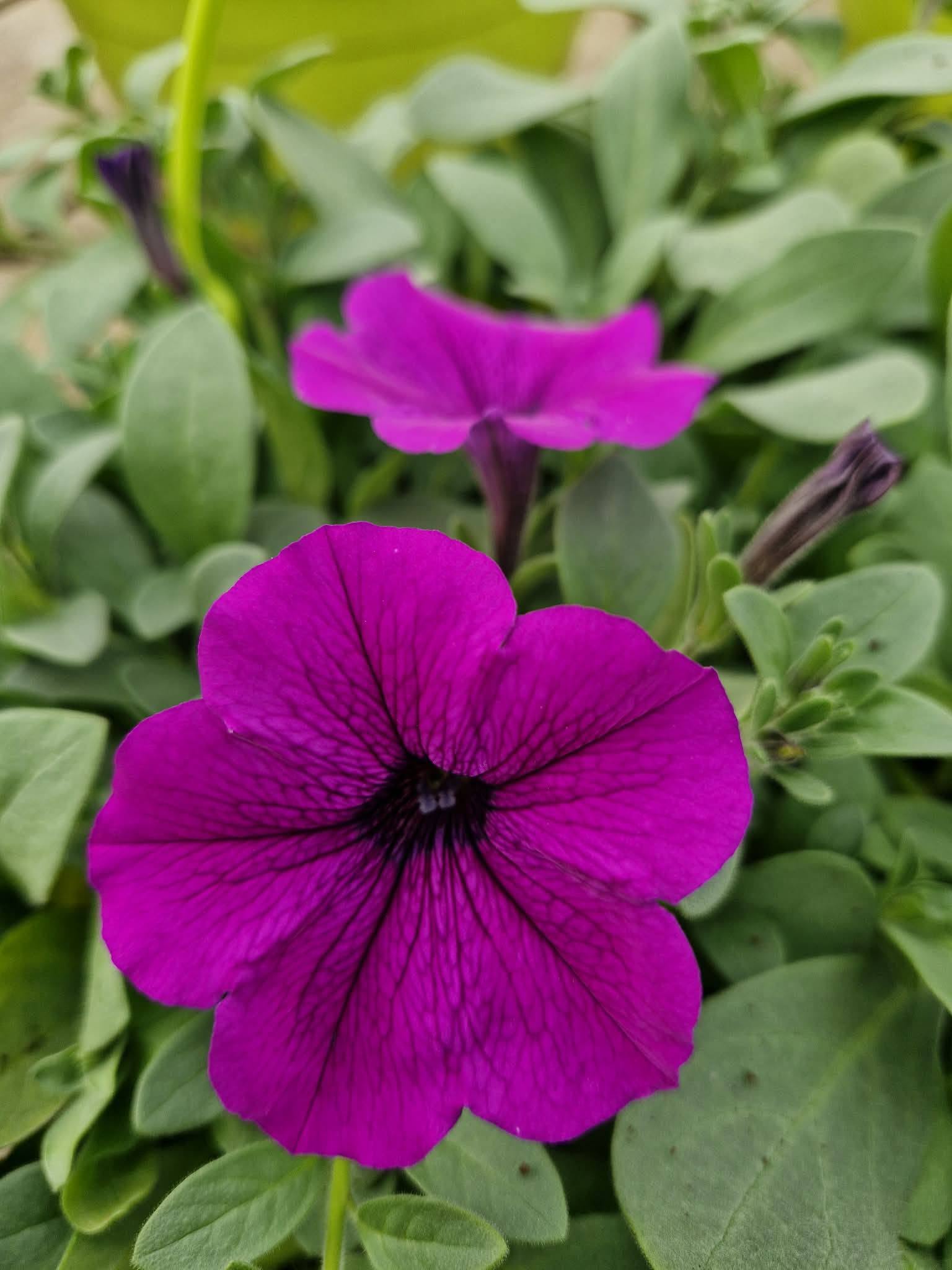 Sugavlilla petuuniad