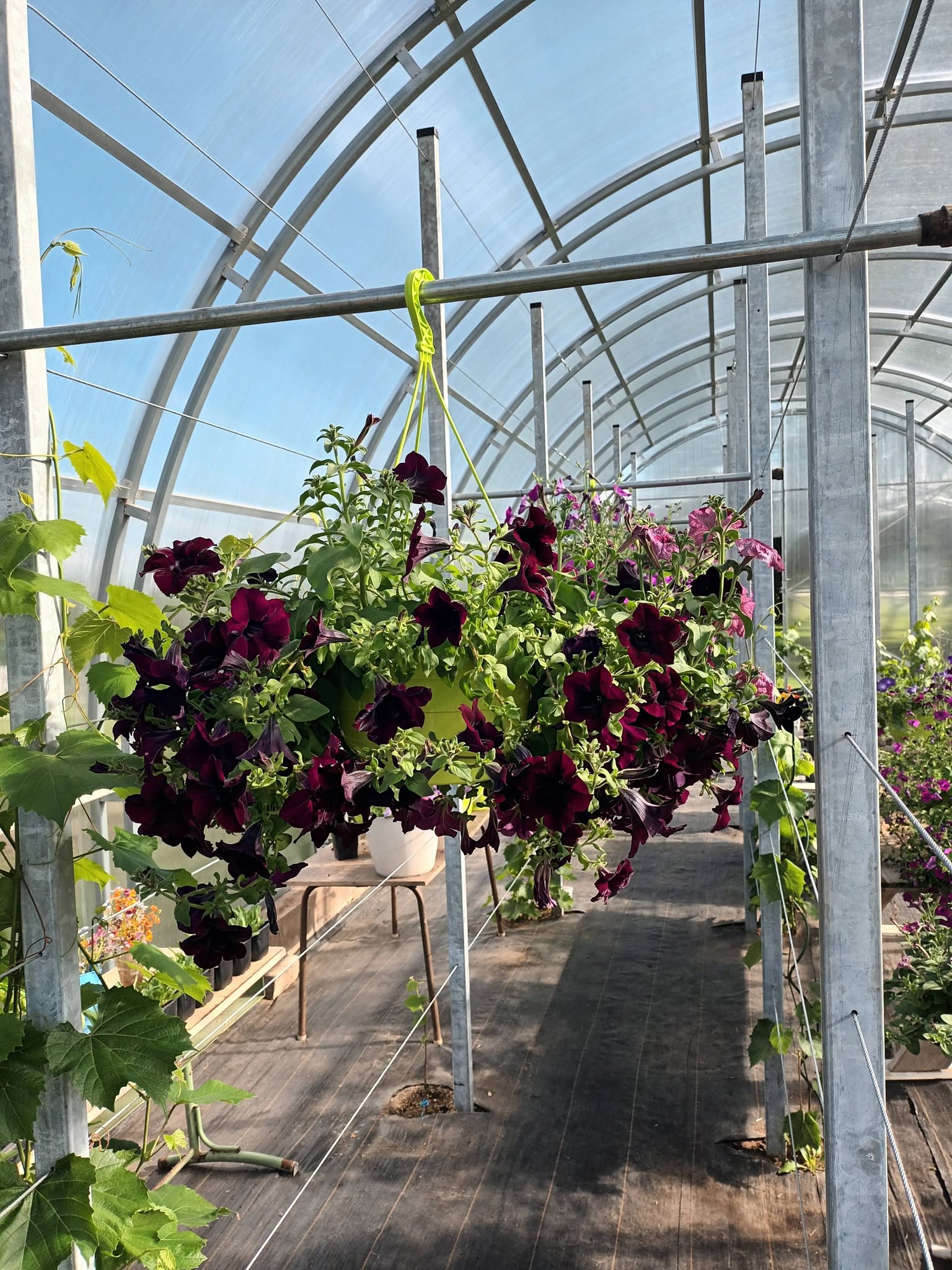 Magentaroosa ampel kivi aares